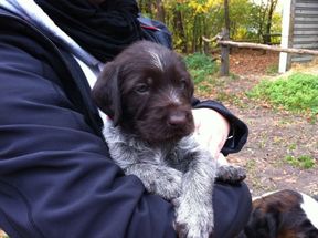 Tierarztpraxis Bordenau Bracke Hundeschule Neustadt Welpengruppe
