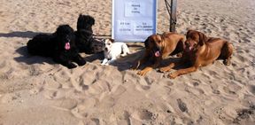 Tierarztpraxis Bordenau Bracke Hundeschule Neustadt Hunde am Strand