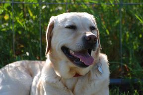 Tierarztpraxis Bordenau Bracke Hundeschule Neustadt Fortgeschrittenengruppe