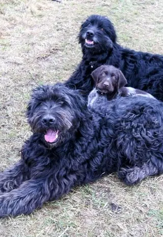 Tierarztpraxis Bordenau Bracke Hundeschule Neustadt Hunde