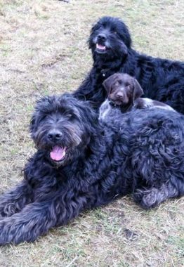 Tierarztpraxis Bordenau Bracke Hundeschule Neustadt Hunde