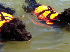 Tierarztpraxis Bordenau Bracke Hundeschule Neustadt Wasserrettung
