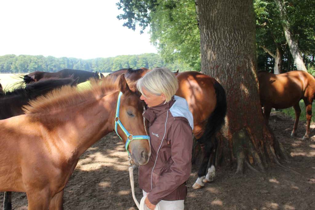 Tierarztpraxis Bordenau Bracke Hundeschule Neustadt Pferdetraining