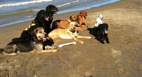 Tierarztpraxis Bordenau Bracke Hundeschule Neustadt Hunde am Strand