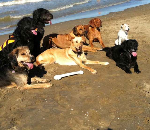 Tierarztpraxis Bordenau Bracke Hundeschule Neustadt Hunde am Strand