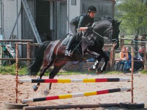 Tierarztpraxis Bordenau Bracke Hundeschule Neustadt Pferde