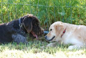 Tierarztpraxis Bordenau Bracke Hundeschule Neustadt Spezialhundeausbildung