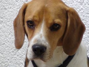 Tierarztpraxis Bordenau Bracke Hundeschule Neustadt Welpengruppen
