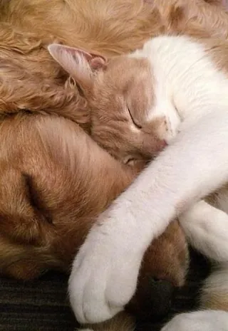 Tierarztpraxis Bordenau Bracke Hundeschule Neustadt Hund Katze