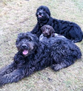 Tierarztpraxis Bordenau Bracke Hundeschule Neustadt Hundetraining