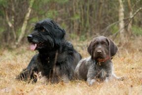 Tierarztpraxis Bordenau Bracke Hundeschule Neustadt Junghundgruppen