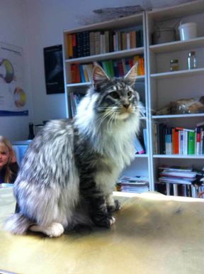 Tierarztpraxis Bordenau Bracke Hundeschule Neustadt Katzen