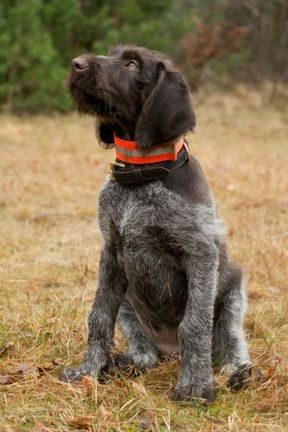 Tierarztpraxis Bordenau Bracke Hundeschule Neustadt Hundeausbildung