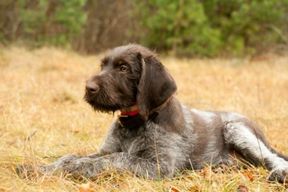 Tierarztpraxis Bordenau Bracke Hundeschule Neustadt Welpentraining