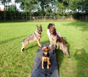 Tierarztpraxis Bordenau Bracke Hundeschule Neustadt Pferde