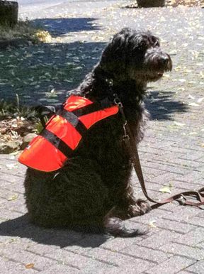 Tierarztpraxis Bordenau Bracke Hundeschule Neustadt Spezialhundeausbildung