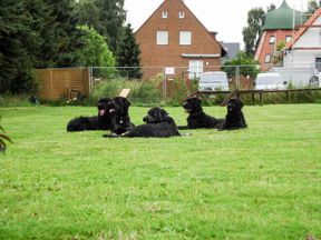Tierarztpraxis Bordenau Bracke Hundeschule Neustadt Hundeführerschein