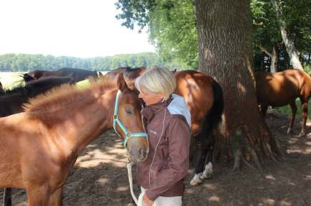 Tierarztpraxis Bordenau Christiane Bracke Hundeschule Neustadt Pferd