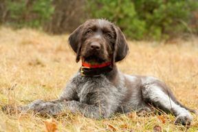 Tierarztpraxis Bordenau Bracke Hundeschule Neustadt Hund im Gras