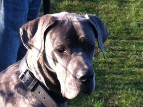 Tierarztpraxis Bordenau Bracke Hundeschule Neustadt Einzelunterricht