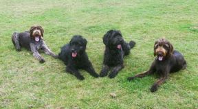 Tierarztpraxis Bordenau Bracke Hundeschule Neustadt Welpengruppe