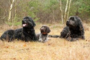 Tierarztpraxis Bordenau Bracke Hundeschule Neustadt Hund Einzelunterricht